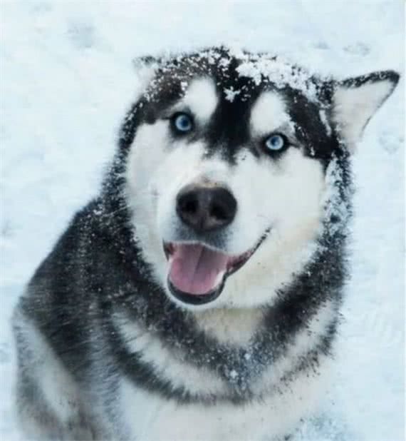 俄罗斯名犬西伯利亚雪橇犬，二哈的各种趣事