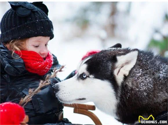 俄罗斯名犬西伯利亚雪橇犬，二哈的各种趣事