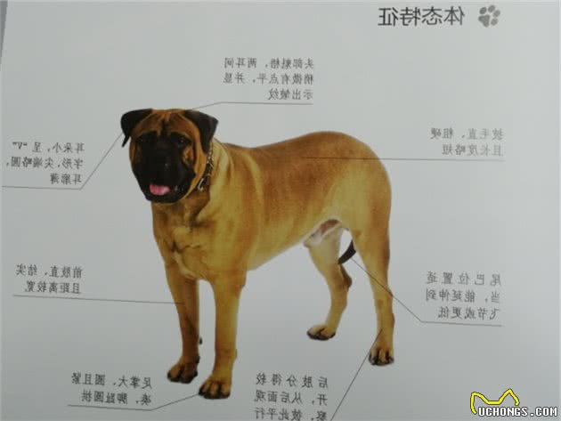 世界名犬NO:28＂马士提夫獒犬＂曾经巴比伦人的骄傲.