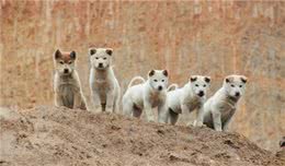 这6种狗狗是有名的护主犬，勇敢无畏为主人甚至可以豁出性命