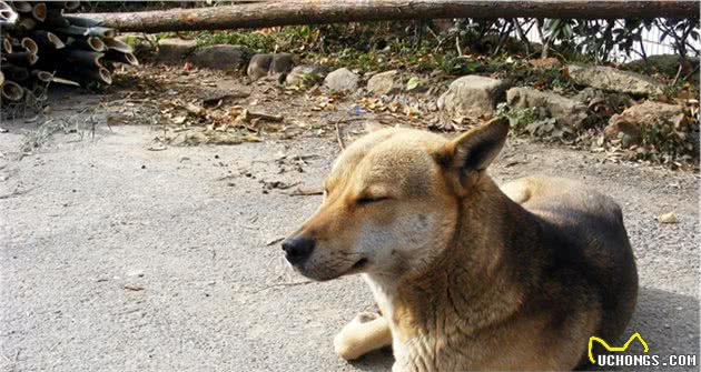 狗狗夏季应预防中暑情况，学会从根本上杜绝爱犬出现中暑症状