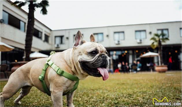 狗狗夏季应预防中暑情况，学会从根本上杜绝爱犬出现中暑症状