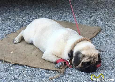 狗狗夏季应预防中暑情况，学会从根本上杜绝爱犬出现中暑症状