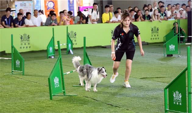 这些敏捷犬矫健灵动穿梭在A字板、穿梭杆与独木桥间，好惹人喜爱