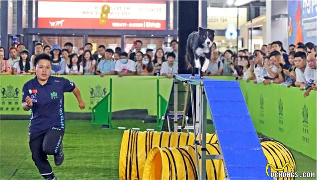 这些敏捷犬矫健灵动穿梭在A字板、穿梭杆与独木桥间，好惹人喜爱