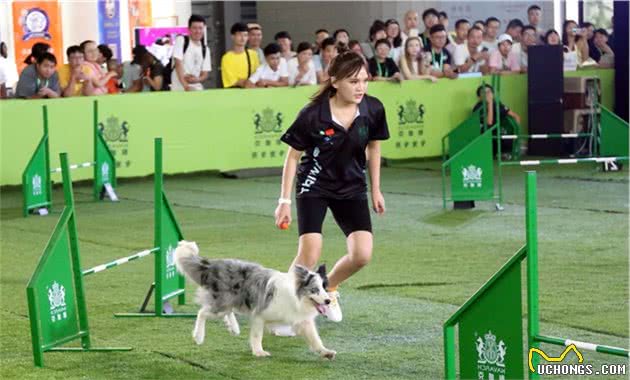 这些敏捷犬矫健灵动穿梭在A字板、穿梭杆与独木桥间，好惹人喜爱