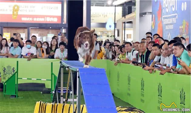 这些敏捷犬矫健灵动穿梭在A字板、穿梭杆与独木桥间，好惹人喜爱