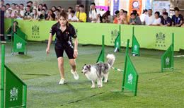 这些敏捷犬矫健灵动穿梭在A字板、穿梭杆与独木桥间，好惹人喜爱