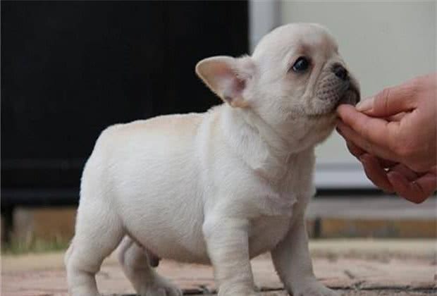 7个饲养法国斗牛犬的“小心机”，难怪别人家的狗能活这么久