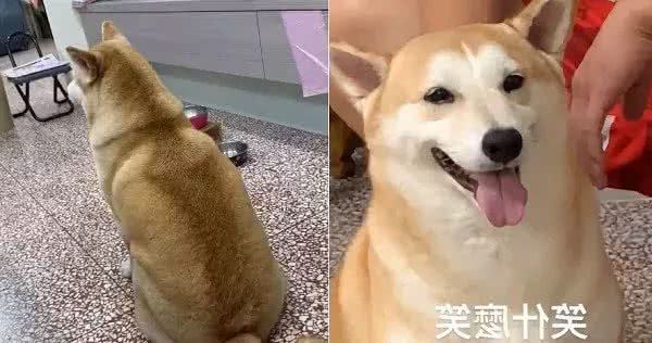 柴犬竟然变成了秋田，这是咋回事？