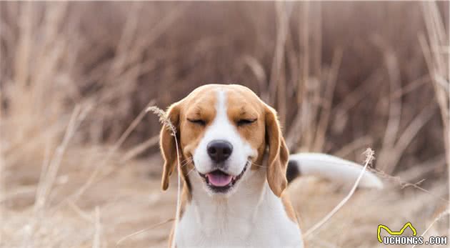 全球最受欢迎的十种宠物狗，你最爱的爱犬是哪一种