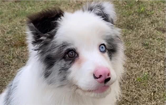 捡到一只边牧幼犬，养了一晚上，终于明白了它被遗弃的原因