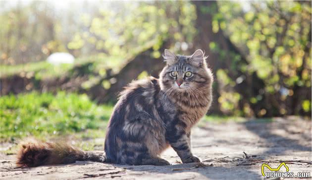 挪威森林猫介绍、饲养、护理和其他注意事项