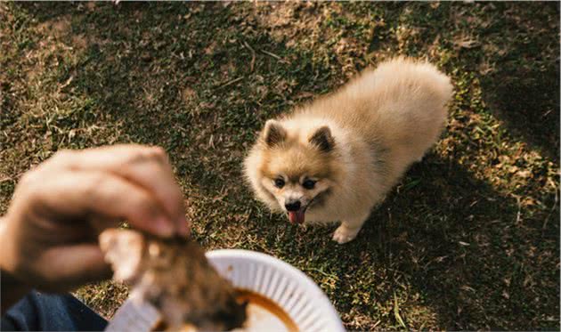 狗狗到底是吃生肉好，还是吃熟肉好？