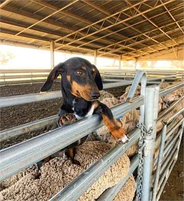 澳洲腊肠犬不爱听指令却爱牧羊，用自己的小短腿，去控制一大圈羊