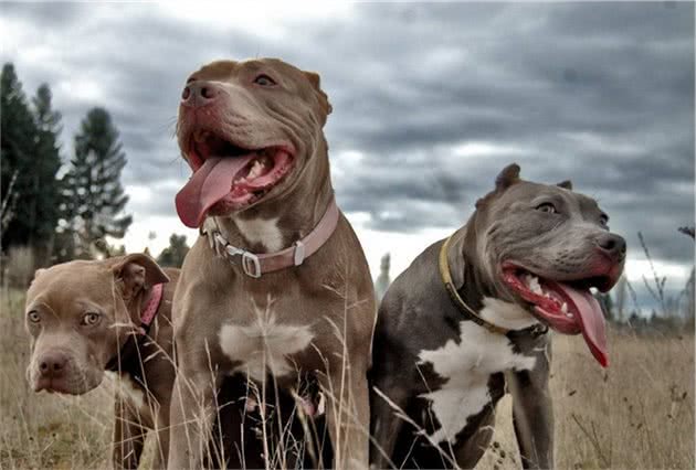 比特犬被邻居讨厌，一老奶奶甚至见它转头就走，狗狗却救了她一命