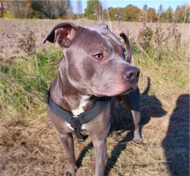 比特犬被邻居讨厌，一老奶奶甚至见它转头就走，狗狗却救了她一命