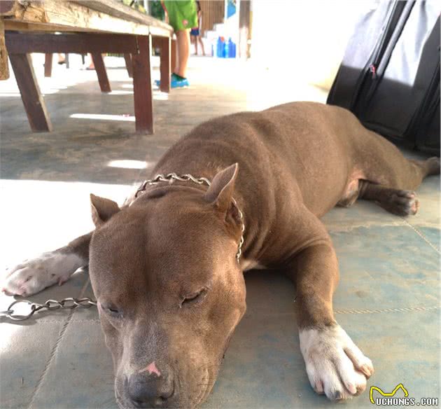 比特犬被邻居讨厌，一老奶奶甚至见它转头就走，狗狗却救了她一命