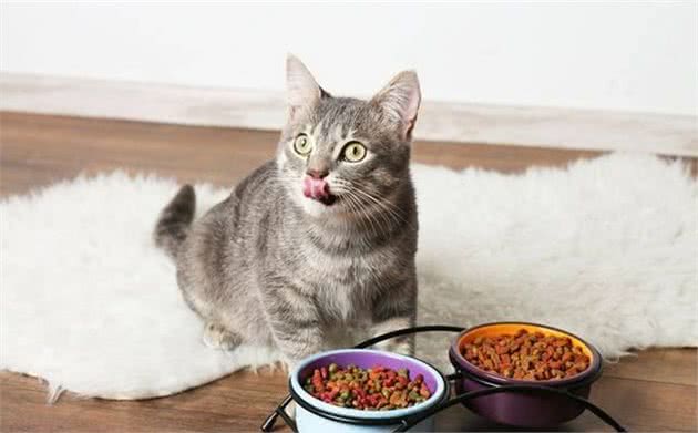 你的喂猫方法是错的!铲屎官应该放弃猫碗并改变喂食时间表