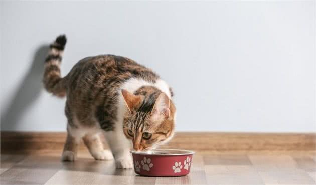 你的喂猫方法是错的!铲屎官应该放弃猫碗并改变喂食时间表