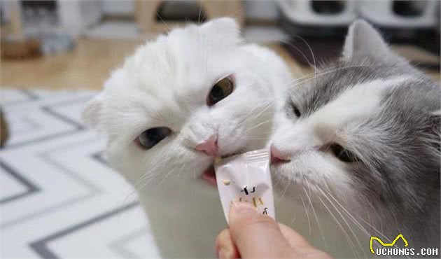 你的喂猫方法是错的!铲屎官应该放弃猫碗并改变喂食时间表