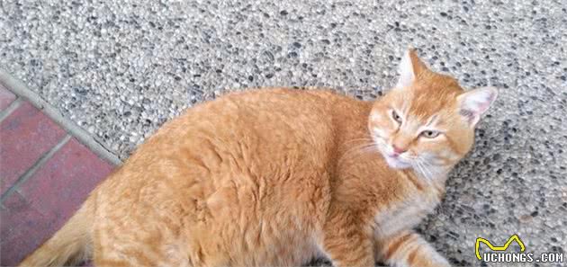 你的喂猫方法是错的!铲屎官应该放弃猫碗并改变喂食时间表