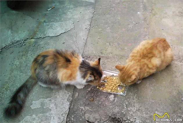 你的喂猫方法是错的!铲屎官应该放弃猫碗并改变喂食时间表
