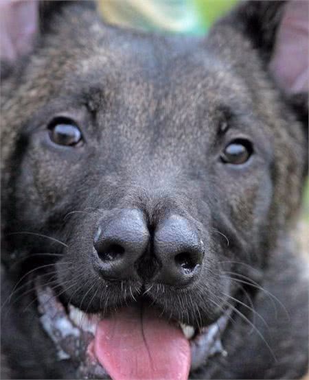 犬只近亲繁殖与杂交繁殖，简直不忍直视