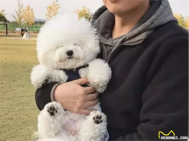 比熊犬把你当“爱人”的表现，你家狗占几个？