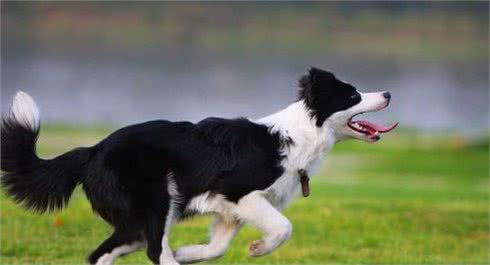 饲养边境牧羊犬，有什么需要特别注意的吗？