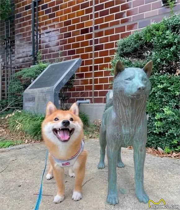 日本人那么喜欢柴犬的原因！这次是真的找到答案了