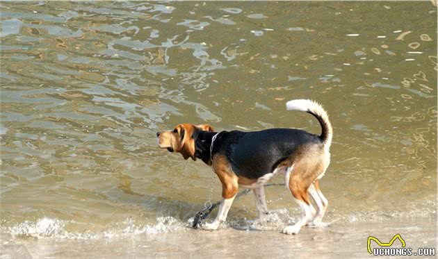 养过那么多的狗狗里，我最喜欢个性鲜明的比格猎犬！