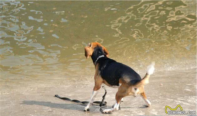 养过那么多的狗狗里，我最喜欢个性鲜明的比格猎犬！