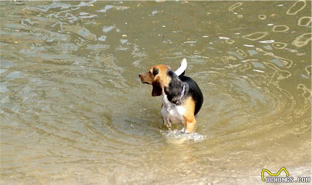 养过那么多的狗狗里，我最喜欢个性鲜明的比格猎犬！