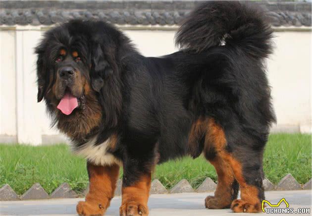 这12种著名的大型犬，知道5个以上，算你厉害