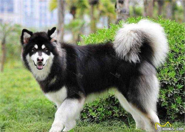 这12种著名的大型犬，知道5个以上，算你厉害