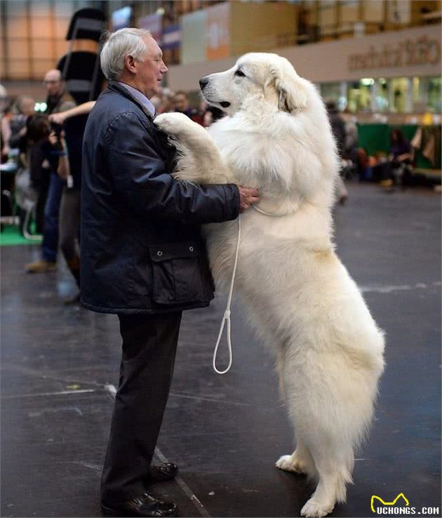 这12种著名的大型犬，知道5个以上，算你厉害