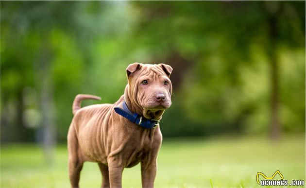 沙皮犬，国产犬中王者，现已属于世界稀有犬种