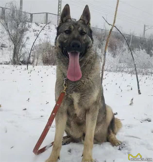 狼的威严，犬的忠诚，又酷又帅的狼青犬，能够给主人满满的安全感