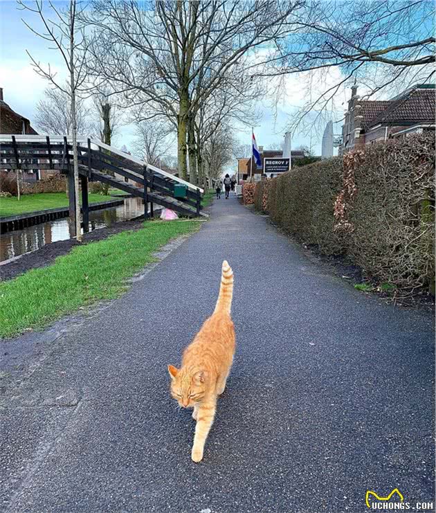 虽然人人都喜欢噬元兽，但是铲屎官也要注意控制橘猫的饮食才行