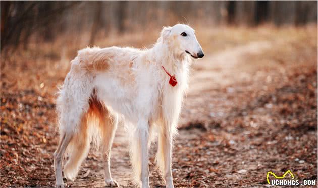 苏俄猎狼犬—波索尔，您认识吗？