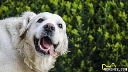 犬窝咳到底有多可怕？你要知道这七个相关知识，才能明白如何面对