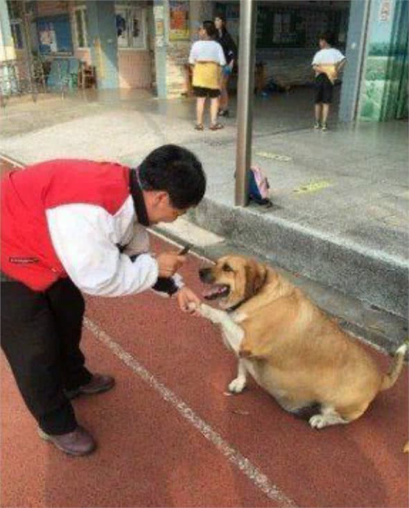 校犬因长得太可爱，老师同学长期给狗子买零食吃，狗子直接胖成牛