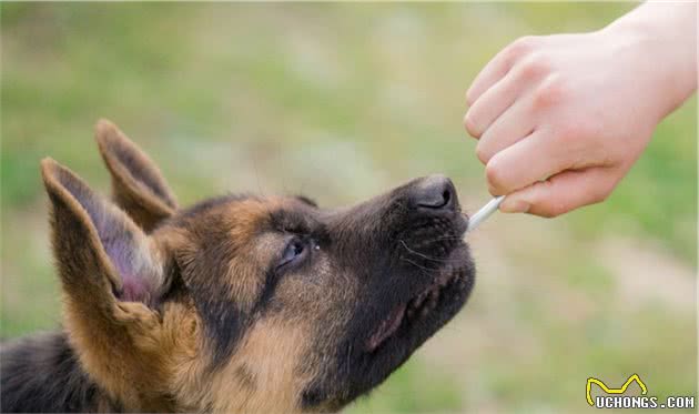 养德国牧羊犬真的太幸福！这辈子都不会后悔