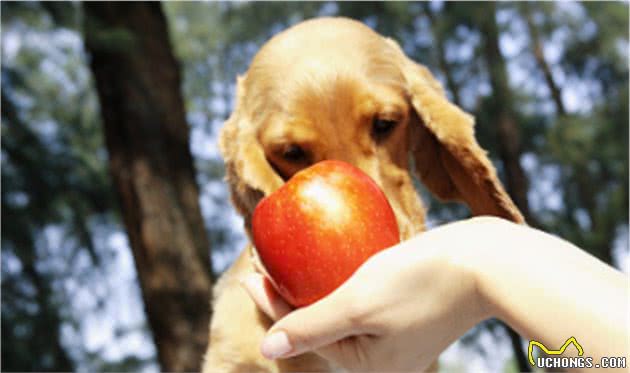 铲屎官不要喂错啦！柴犬能吃的水果有这些