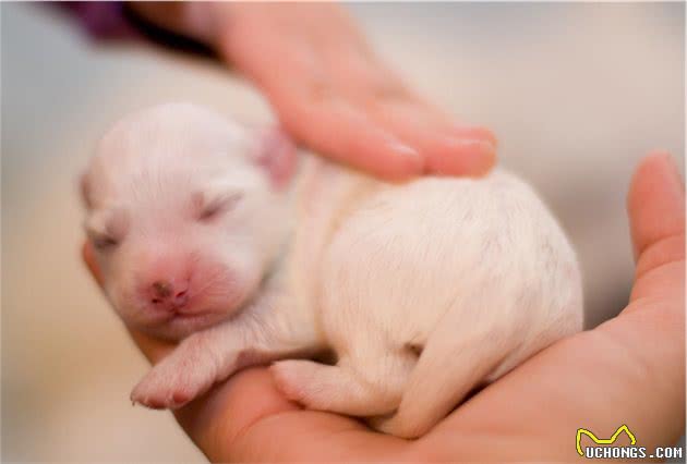 幼犬出现新生儿凋零症候群，背后是这3大原因，让幼崽渐渐死去