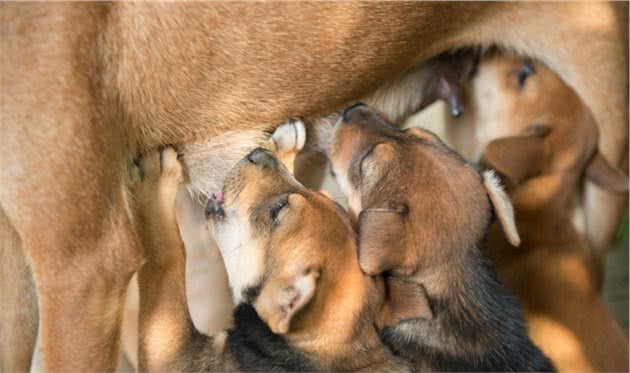 您家狗狗怀孕了吗？做好这5步，保证狗妈妈顺利生下狗宝宝