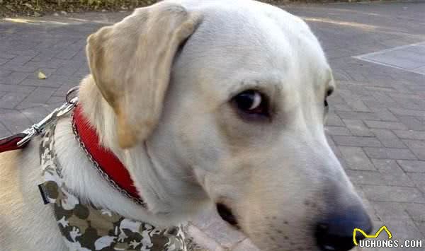 天下狗子都一个德行,犯错后都是这些反应,你家狗子是哪一种呢?