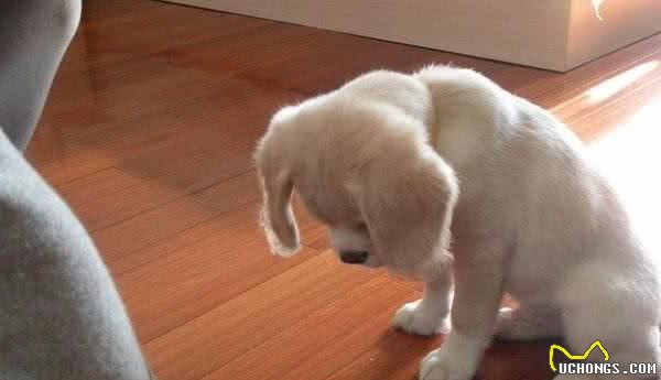 天下狗子都一个德行,犯错后都是这些反应,你家狗子是哪一种呢?