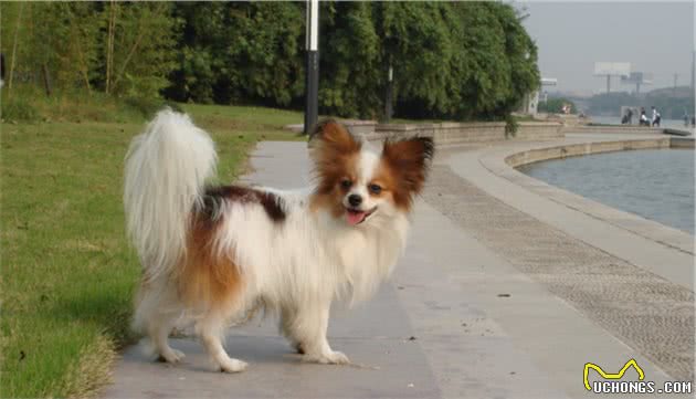 最通人性的“小型犬”，即便身材小，也会奋不顾身保护你